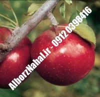 نهال سیب فوجی | نهال سیب فوجی شناسنامه دار | نهالستان سبزبانان البرز ۰۹۱۲۰۳۹۸۴۱۶