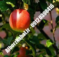 نهال سیب گلشاهی | نهال سیب گلشاهی شناسنامه دار | نهالستان سبزبانان البرز ۰۹۱۲۰۳۹۸۴۱۶