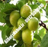 نهال گوجه سبز آذرشهر | نهال گوجه سبز آذرشهر شناسنامه دار | نهالستان سبزبانان البرز ۰۹۱۲۰۳۹۸۴۱۶
